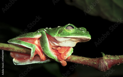 A Morelet's treefrog (Agalychnis moreletii) sleeps on a branch at night in the Columbia River Forest Basin, Belize. The web-like eyelid (reticulated palpebral membrane) is easily visible.