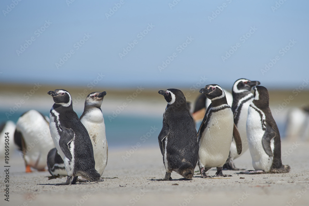 Fototapeta premium Group of adult and young Magellanic Penguins (Spheniscus magellanicus) on the coast of Bleaker Island in the Falkland Islands.