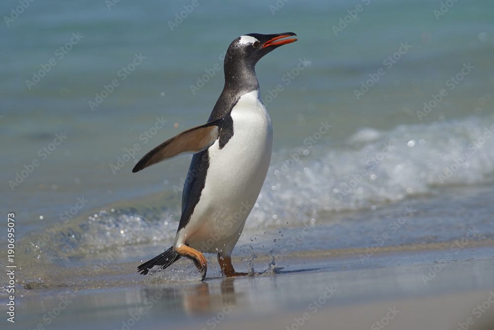 Naklejka premium Gentoo Penguin (Pygoscelis papua) emerging from the sea onto a large sandy beach on Bleaker Island in the Falkland Islands.