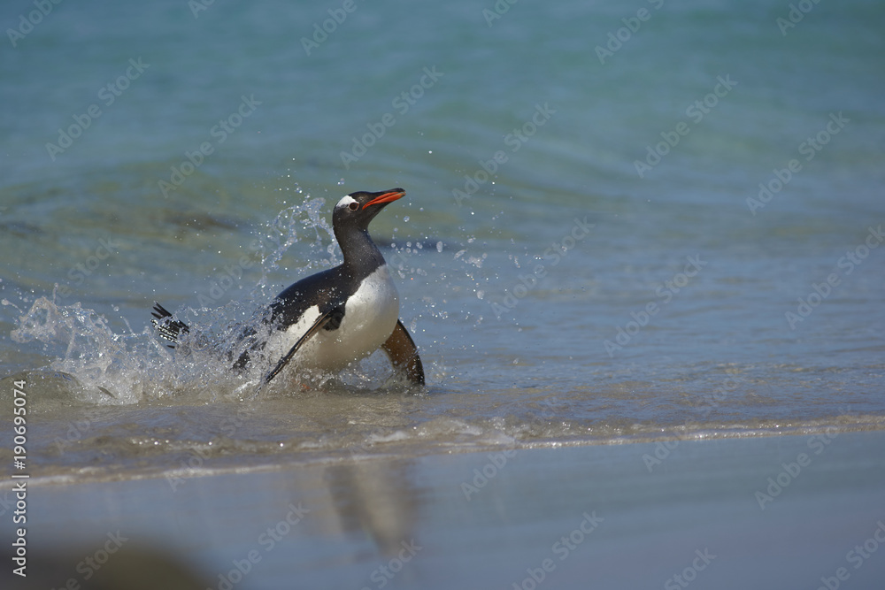 Naklejka premium Gentoo Penguin (Pygoscelis papua) emerging from the sea onto a large sandy beach on Bleaker Island in the Falkland Islands.