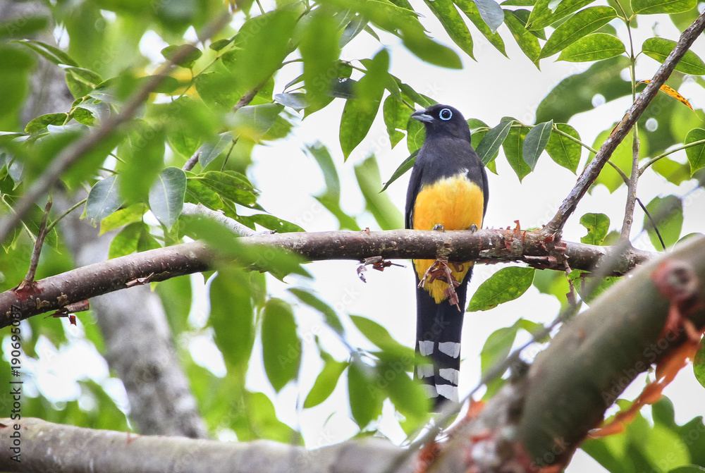 A male black-headed trogon (Trogon melanocephalus) in Toledo, Belize. A male black-headed trogon (Trogon melanocephalus) in Toledo, Belize.