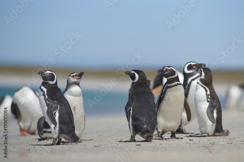 Group of adult and young Magellanic Penguins (Spheniscus magellanicus) on the coast of Bleaker Island in the Falkland Islands.