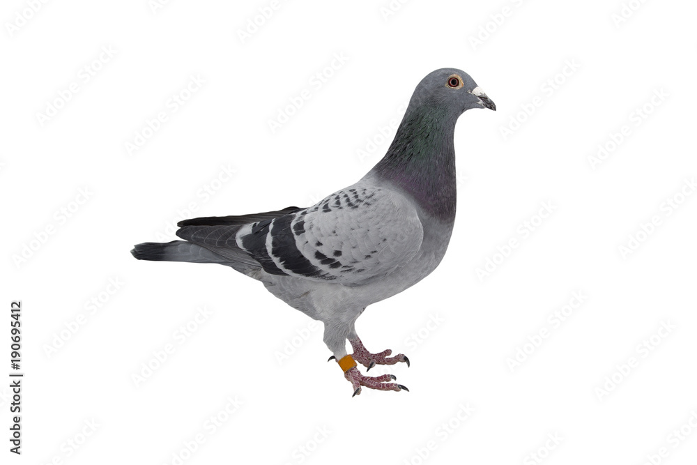 Fototapeta premium close up of speed racing pigeon bird isolate white background