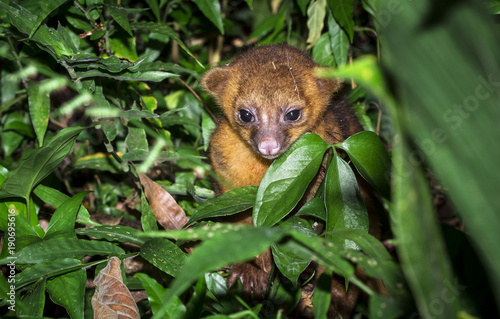 A young kinkajou (Potos flavus) in the jungle in Belize.