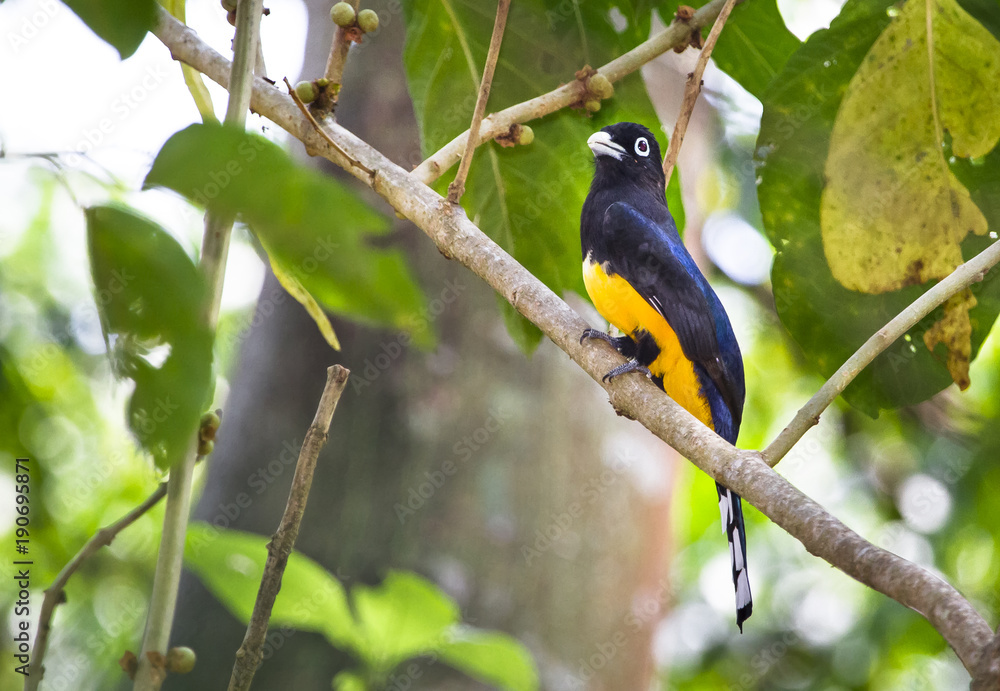 Naklejka premium A black-headed trogon (Trogon melanocephalus) perched in southern Belize.