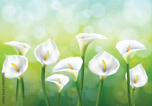 Vector illustration of spring background with flowers - callas lily.