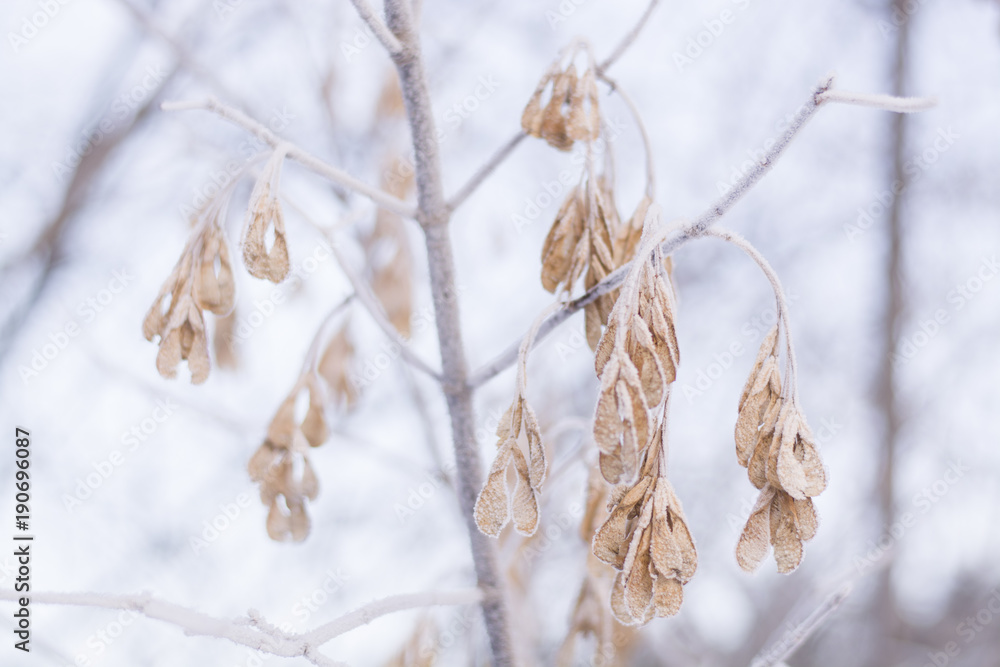 Naklejka premium Orange leaves in the ice. Winter
