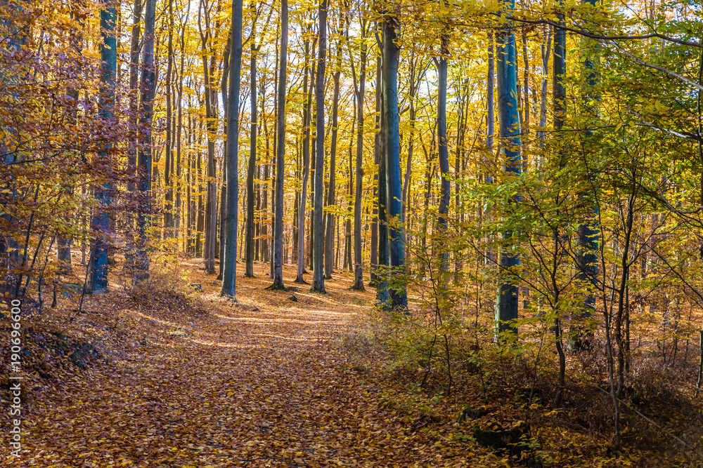 Colorful Path In Voderady Beechwood, Czechia