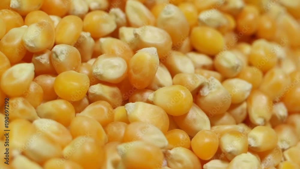 Seeds popcorn closeup. Smooth rotation. One of the most common crops on the planet Seeds popcorn closeup. Smooth rotation. One of the most common crops on the planet