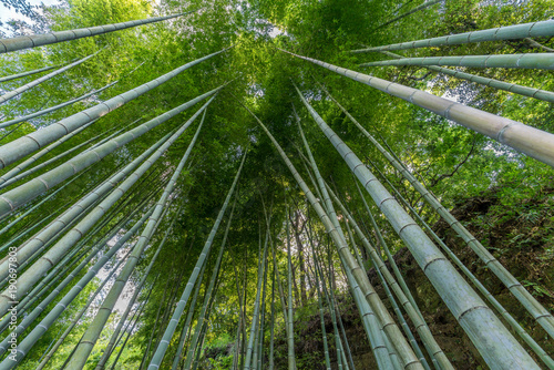 Bamboo grove at Engaku-ji zen buddhist Temple. Kamakura, Kanagawa Prefecture, Japan
