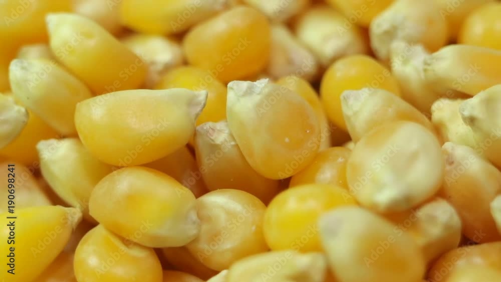 Seeds popcorn closeup. Smooth rotation. One of the most common crops on the planet Seeds popcorn closeup. Smooth rotation. One of the most common crops on the planet