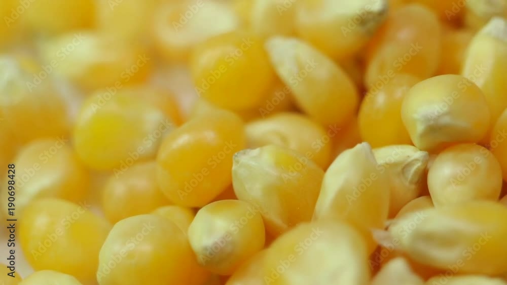 Seeds popcorn closeup. Smooth rotation. One of the most common crops on the planet Seeds popcorn closeup. Smooth rotation. One of the most common crops on the planet