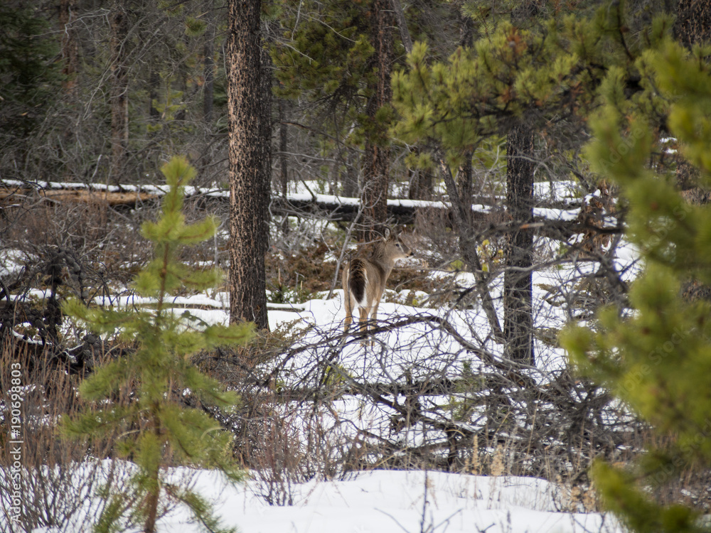 Beautiful white-tailed deer in Jasper National Park Beautiful white-tailed deer in Jasper National Park