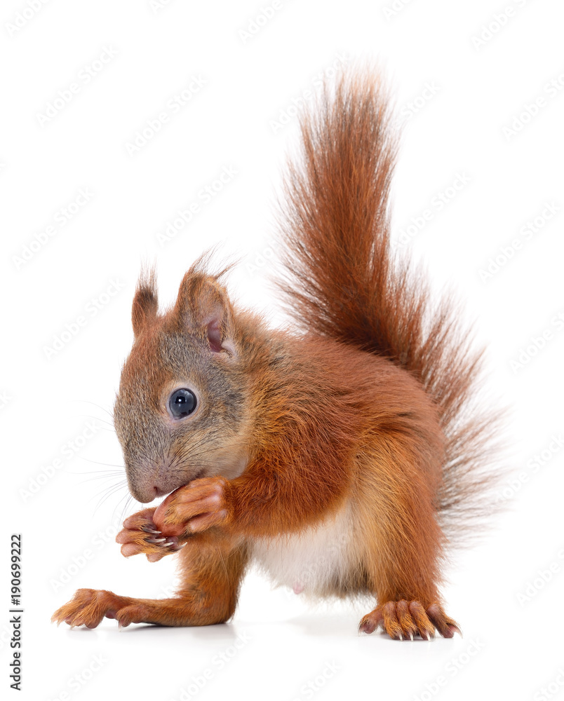 Eurasian red squirrel. Eurasian red squirrel.