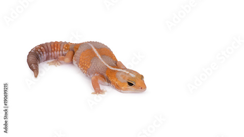 Caramel Strip Fat Tail Gecko