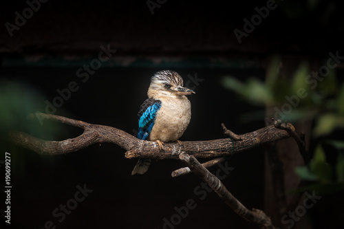Dacelo leachii, Blue winged Kookaburra