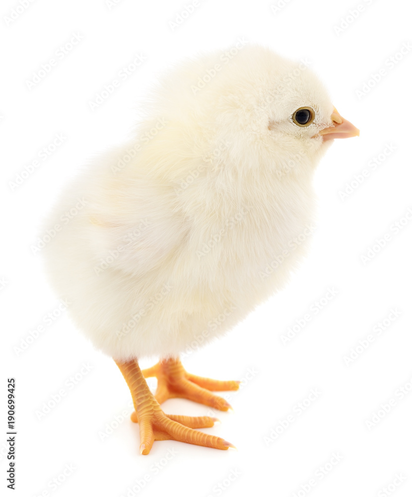 Small yellow chicken