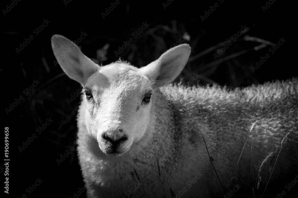 Obraz premium Sheep at Strathy Point