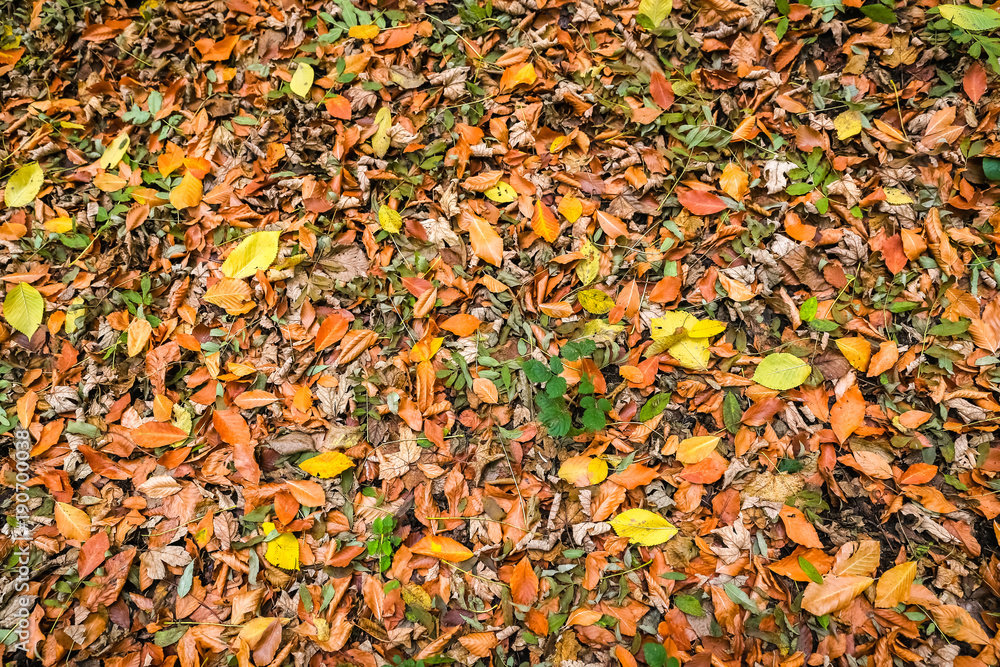 Fall Foliage on the Floor Fall Foliage on the Floor