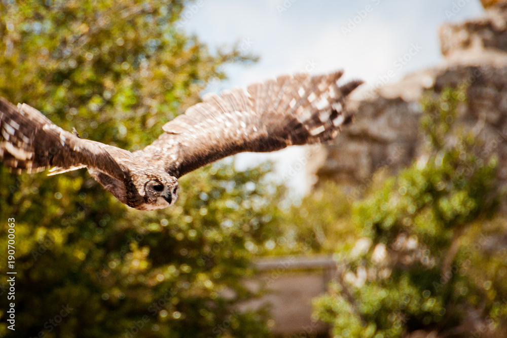 flying Owl in front of trees