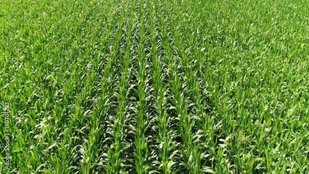 Aerial of corn field flying slowly backwards over green leafy stalks green bright color because of sunshine on crops this food has become staple food in many parts of the world and grown the most 4k Aerial of corn field flying slowly backwards over green leafy stalks green bright color because of sunshine on crops this food has become staple food in many parts of the world and grown the most 4k