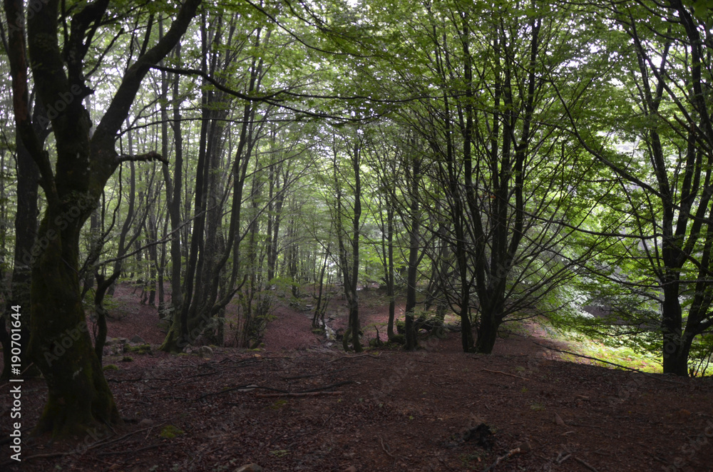 Obraz premium Forest with a small stream