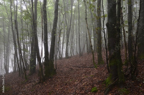 Misty forest in backlight