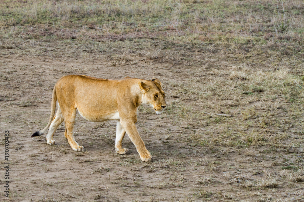 East African lionesses (Panthera leo) East African lionesses (Panthera leo)