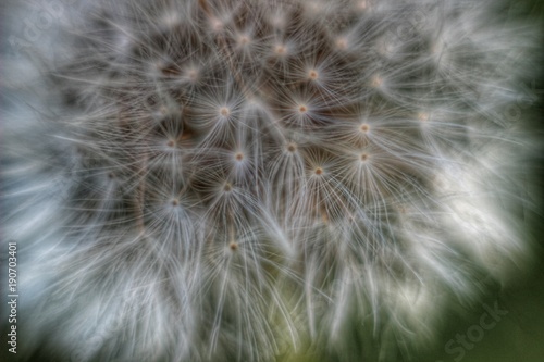 Dandelion