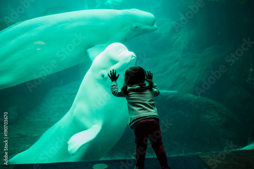 Fotografia Little child staring at beluga whale through glass at aquarium.