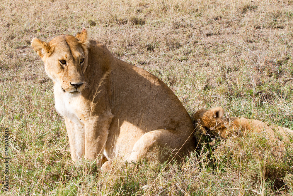Fototapeta premium East African lionesses (Panthera leo)