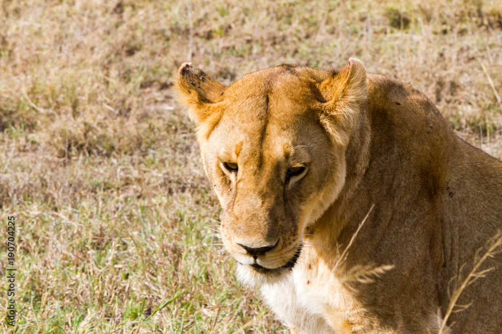 East African lionesses (Panthera leo) East African lionesses (Panthera leo)