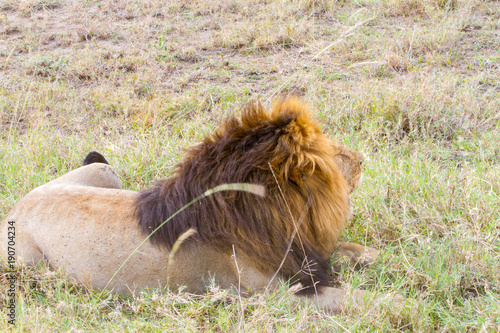 Fototapeta Naklejka Na Ścianę i Meble -  Male East African lion (Panthera leo melanochaita)