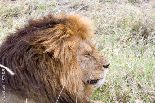 Male East African lion  Panthera leo melanochaita 