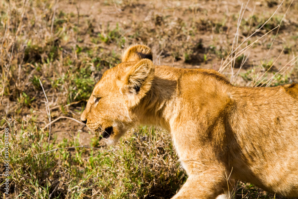 East African lion cubs (Panthera leo melanochaita) East African lion cubs (Panthera leo melanochaita)