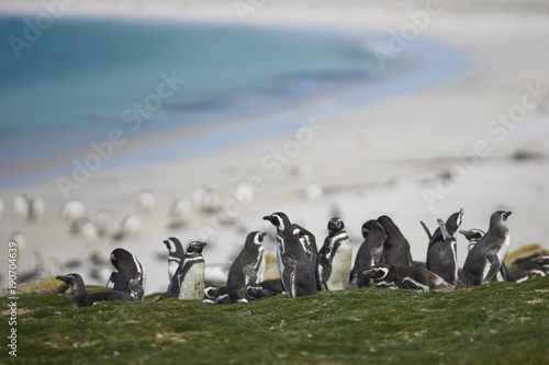 Large group of young Magellanic Penguins (Spheniscus magellanicus) on the coast of Bleaker Island in the Falkland Islands.