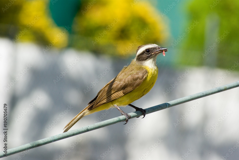 Fototapeta premium Pajaro en Acapulco, Guerrero