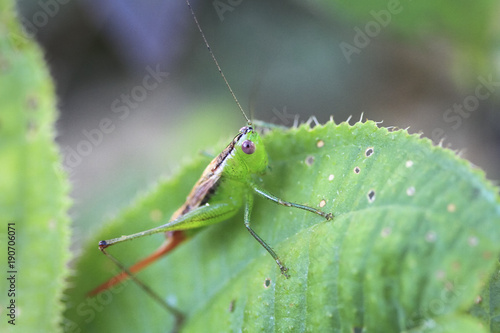 A cricket rests on a leaf in Belize. © Kevin