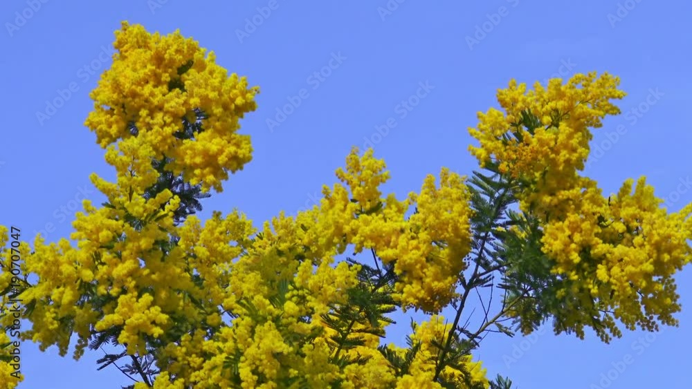 4K Mimosa plant on a windy day of February. 4K Mimosa plant on a windy day of February.