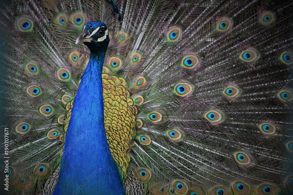Fototapeta premium Colorful Peacock in full Feathers