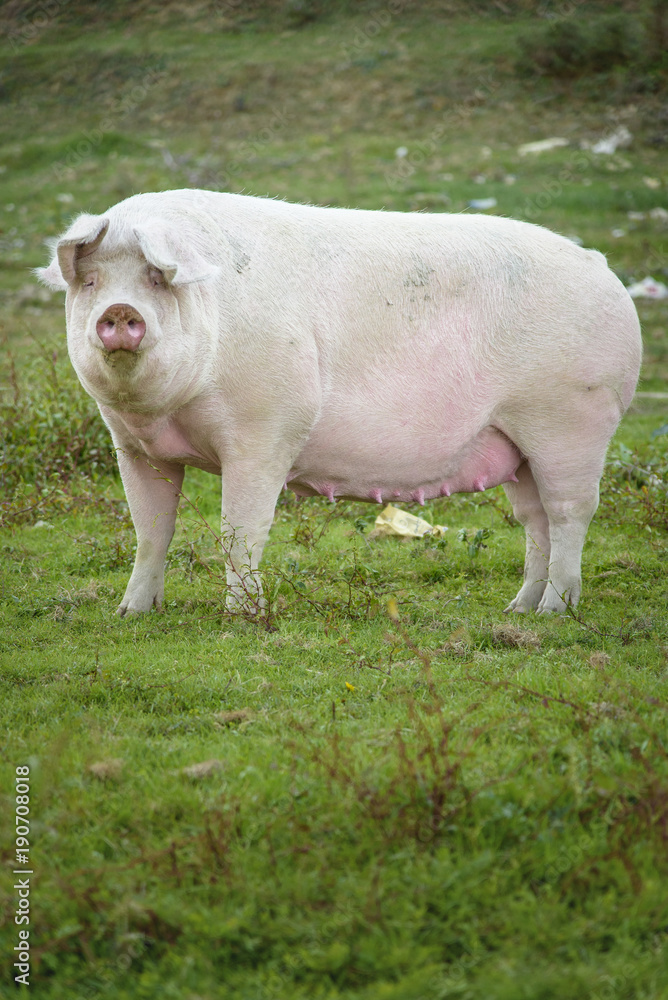 Little pig running through a grassy field and grazing the grass Little pig running through a grassy field and grazing the grass