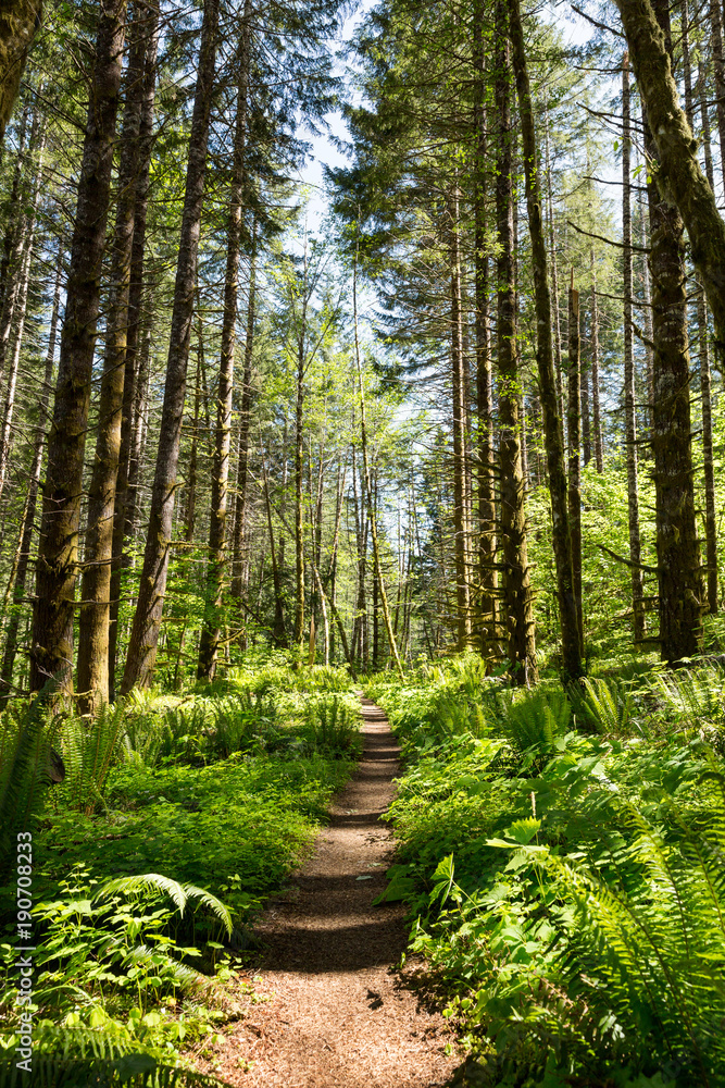 Obraz premium Forest Trail