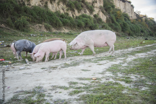 Small pigs and their mother running in the grassy field and grazing grass