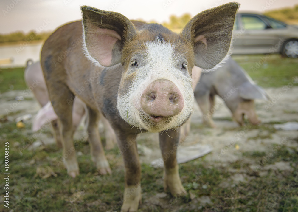 Little pig running through a grassy field and grazing the grass Little pig running through a grassy field and grazing the grass