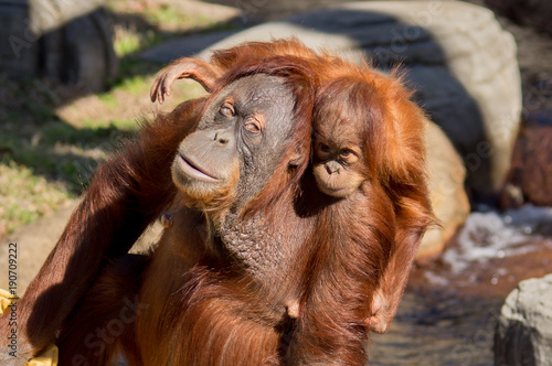 Momma and Baby Orangutan