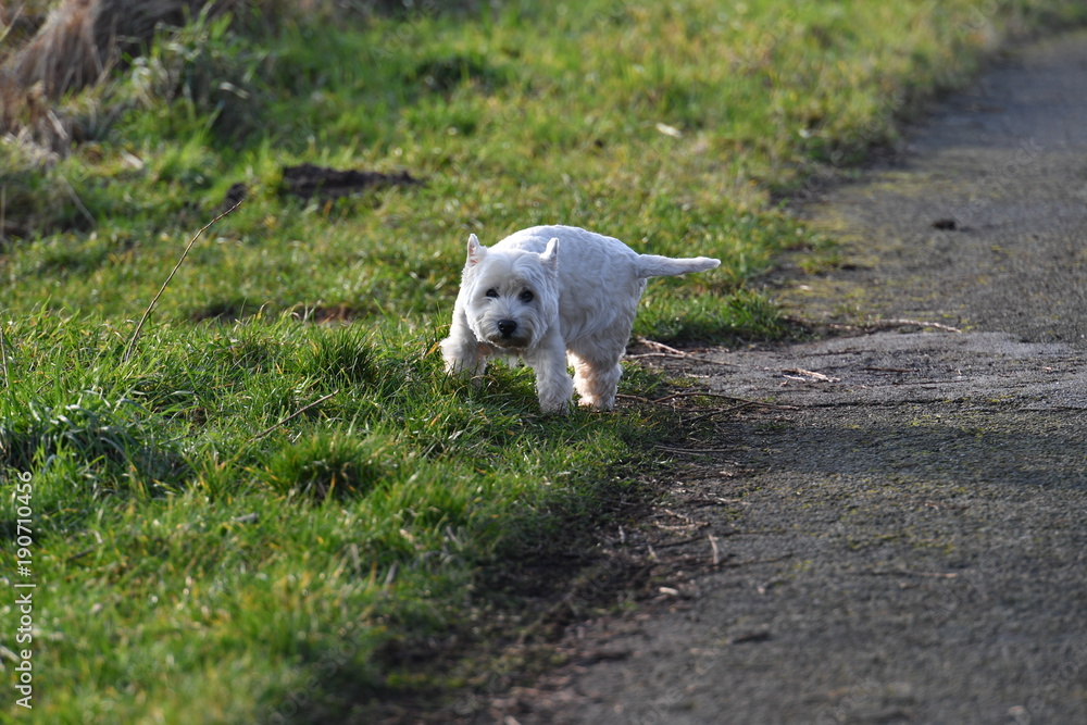 A young west highland terrier A young west highland terrier