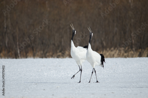 Red-crowned Cranes Whooping photo