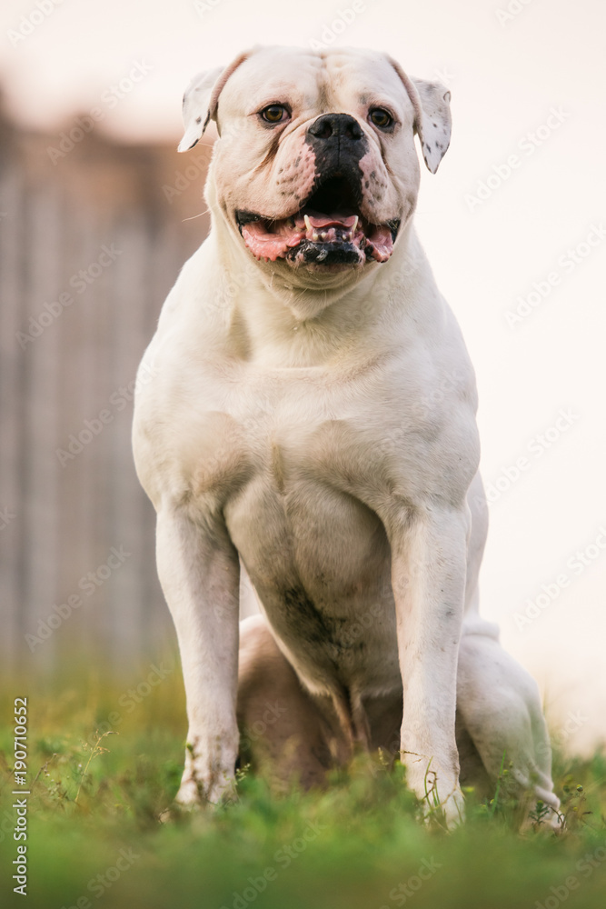 Big white dog on walk Big white dog on walk