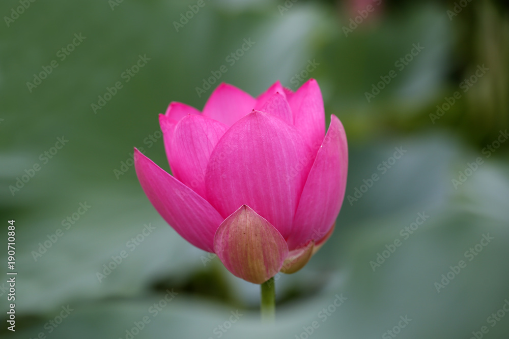 The lotus is in full bloom, in the pond The lotus is in full bloom, in the pond