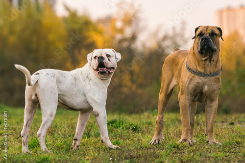 Two big dogs on urban lawn